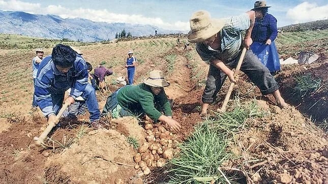Perú: Sector agropecuario creció 7,4% en mayo, siendo el valor más alto en lo que va del año