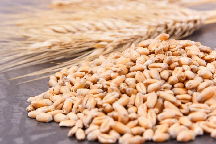 Auguran caída de producción de cereales para Europa
