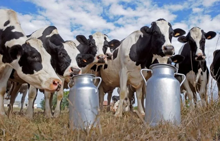Internacionales: No se esperan incrementos en la producción mundial de leche para 2022