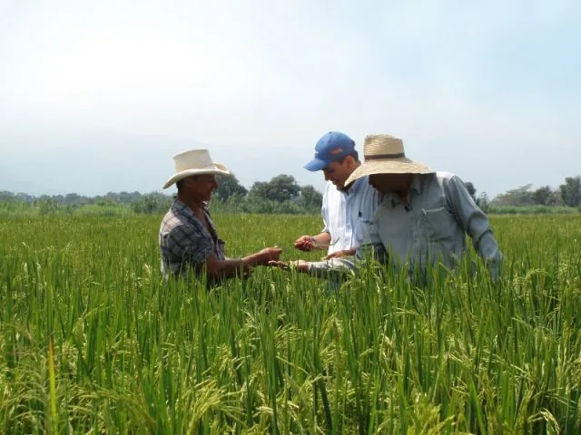 Colombia: Gobierno y gremios colombianos fortalecen el sector arrocero
