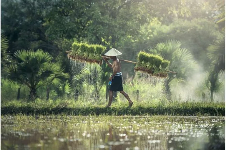 Los investigadores agregan una segunda copia del gen para aumentar el rendimiento del arroz en un 40 %