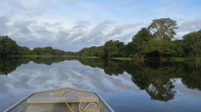 La falta de fósforo en el suelo limita el crecimiento del Amazonas