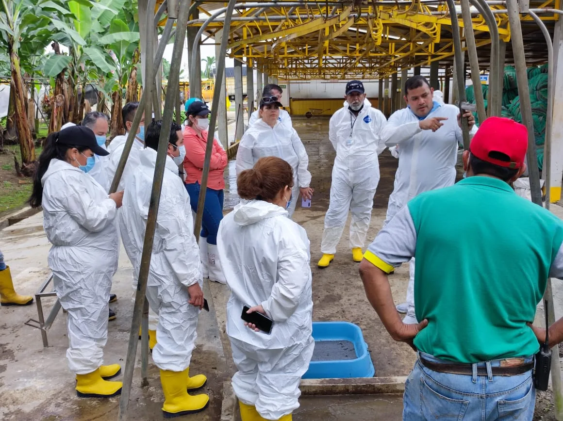 Ecuador está haciendo un buen trabajo para evitar la entrada del Fusarium raza 4, afirma la FAO