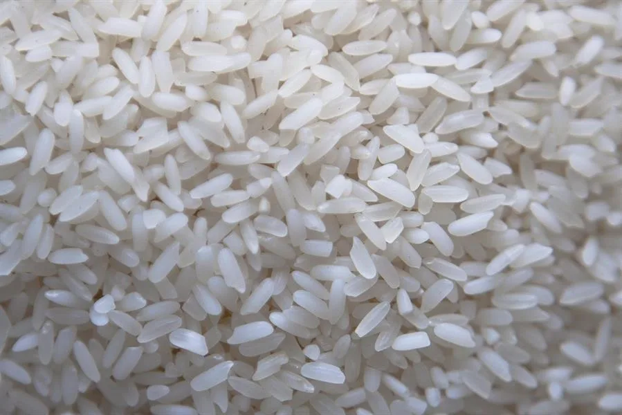 Extremadura autoriza el tratamiento fitosanitario contra la pudenta del arroz