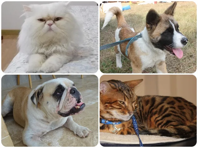 Viajeros al exterior con mascotas deben realizar el trámite de salida mediante la plataforma SISPAP