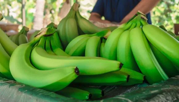 Internacional: India es el mayor productor de bananas; Ecuador y Filipinas dominan el mercado mundial