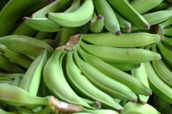 Harina de Plátano: Innovación nutricional para combatir la inseguridad alimentaria