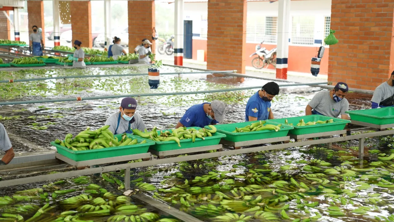 Exportaciones de banano cayeron 7,15 % en julio