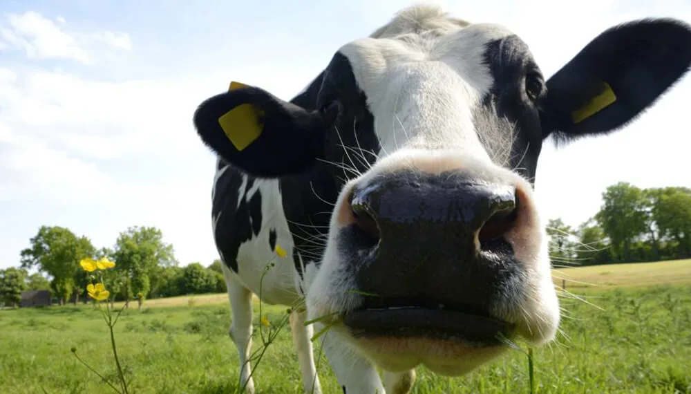 Internacional- Fertilizante dorado: así convierten la orina de vaca en un abono de éxito mundial