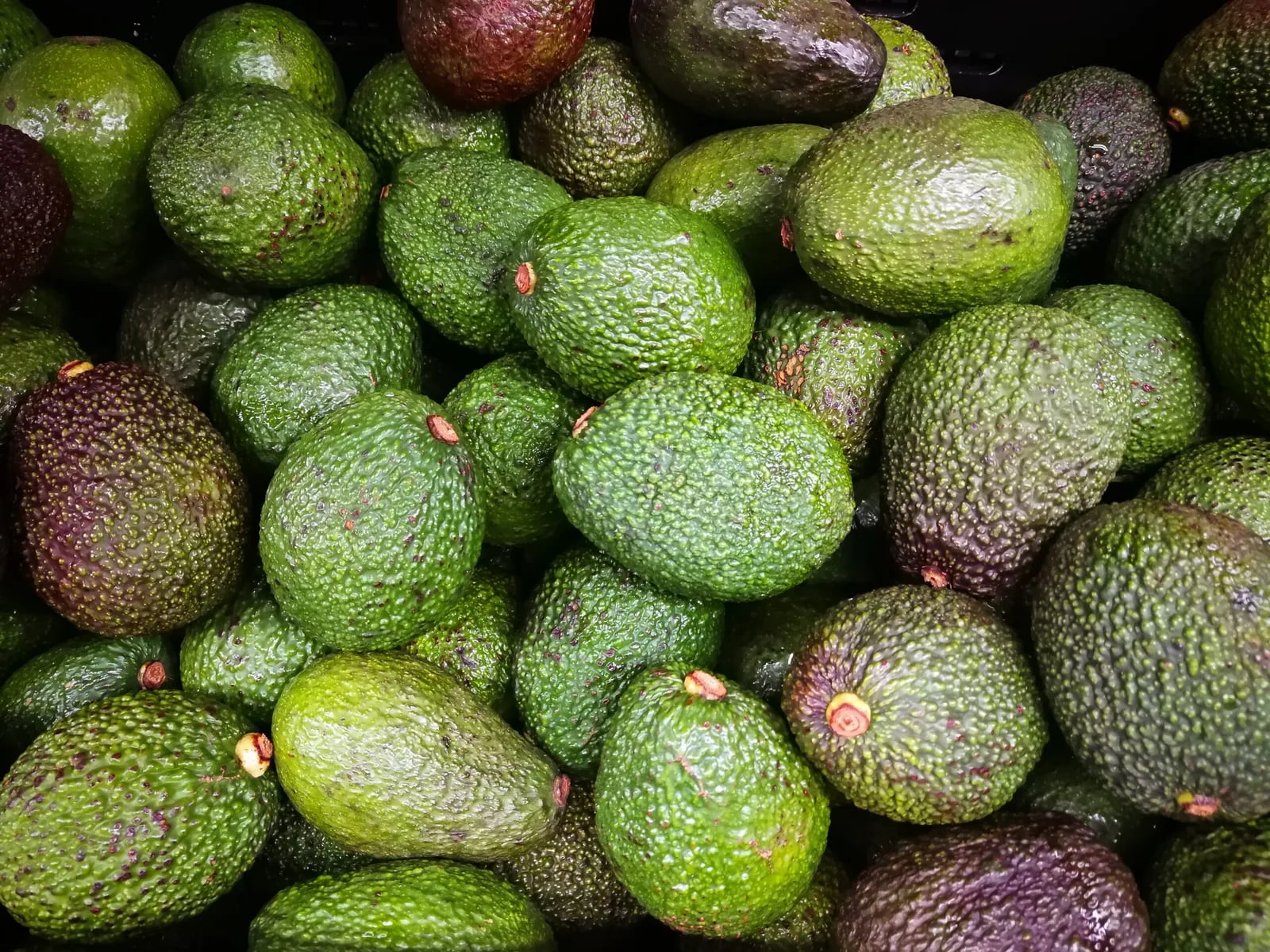 Internacional: El Senado de Santo Domingo presenta una propuesta para crear un Instituto Nacional del Aguacate