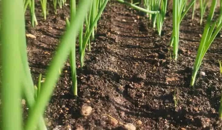 Internacional: El estiércol de cerdo en lugar de fertilizante ahorra casi 600 euros por hectárea en el cultivo de cebolla