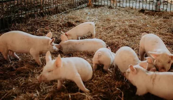 ¿Puede la cría de cerdos ecológica ser rentable? La experiencia suiza