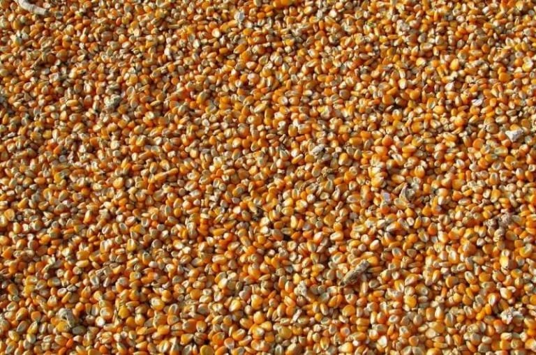 Los microorganismos de las semillas superan a los microorganismos del suelo cuando colonizan las plantas