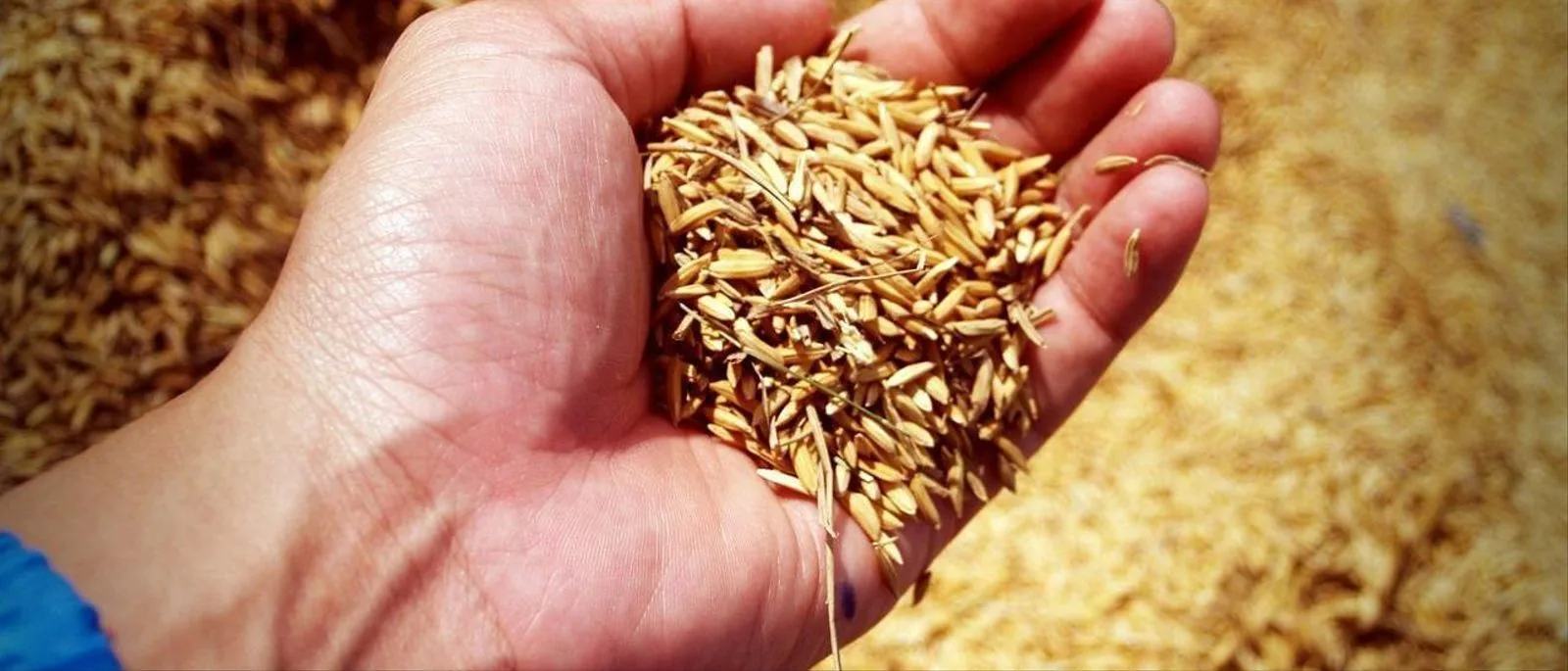 Panamá necesita importar 600 mil quintales de arroz
