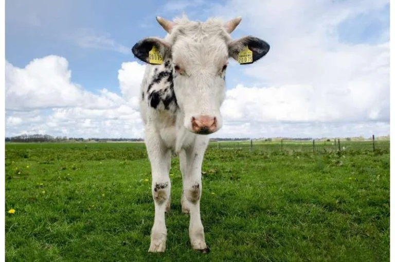 La leche de transición mejora la salud de los terneros recién nacidos