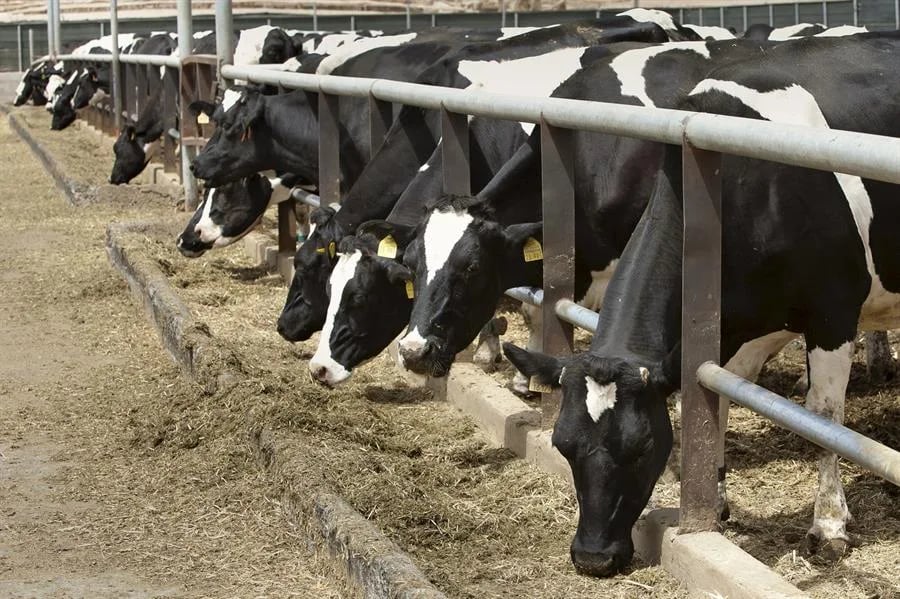 Internacional- El sacrificio de vacas lecheras crece: es más rentable su carne que su leche