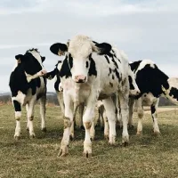 Internacional: Es probable que las vacas lecheras experimenten peores condiciones que los rebaños de carne, descubren investigadores