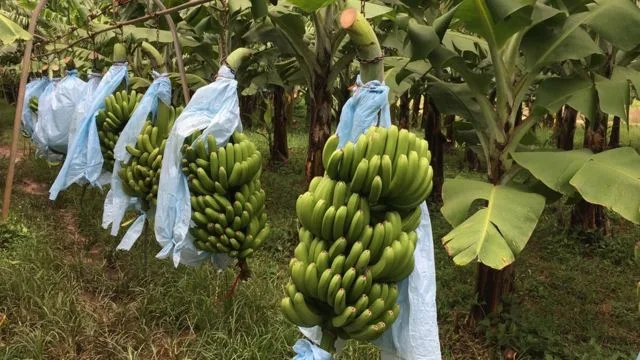 Luego de dos reuniones, bananeros esperan que se fije el precio para la fruta el próximo lunes