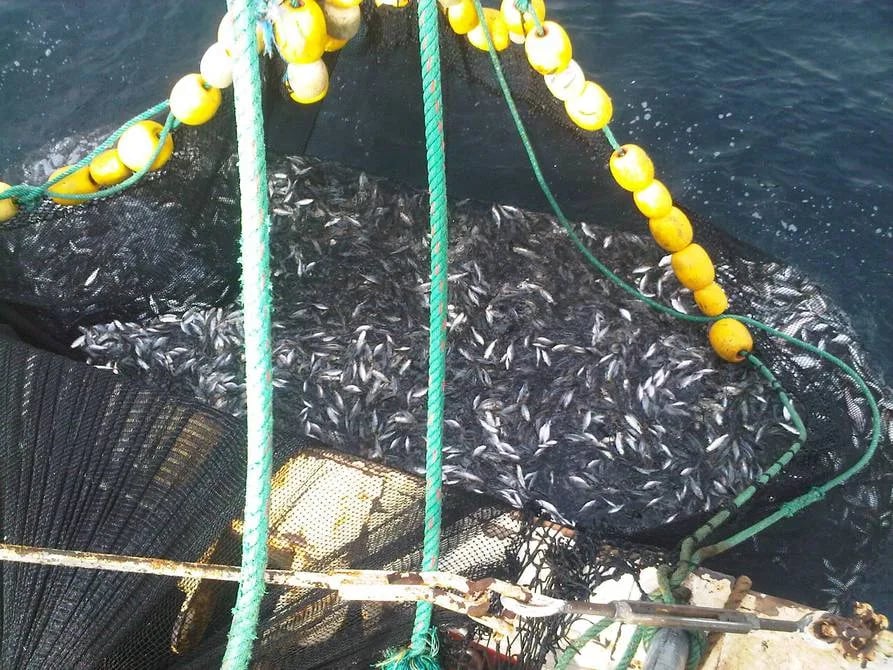 Solución de la Cámara Nacional de Pesquería para combatir la sobrepesca ganó concurso del Banco Mundial