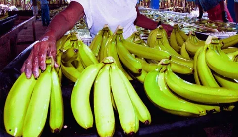 Expertos y productores se reunieron para abordar las enfermedades más devastadoras del banano en África