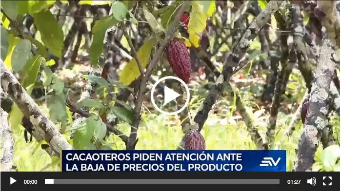 Cacaoteros piden al gobierno atención ante sensible baja de precios del producto