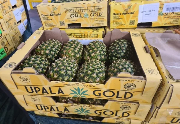 Internacional: Costa Rica se enorgullece de enviar por aire las primeras piñas al nuevo mercado de Israel
