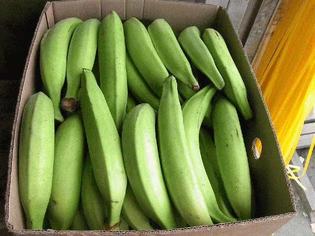 ECUADOR: Productores de plátano en Manabí analizan hoja de ruta para fortalecer el sector musáceas