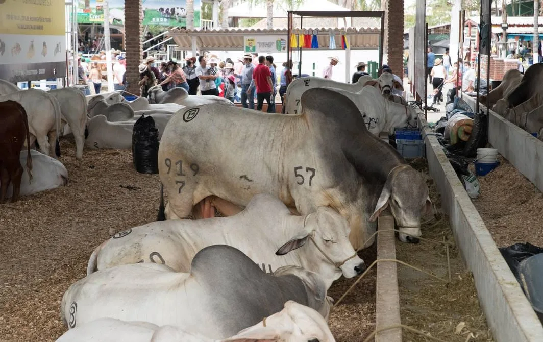 Con la participación de más de 600 animales de todas las razas se dará inicio a la Feria Ganadera más importante de Ecuador