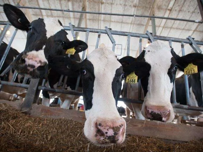 La adición de enzimas fúngicas a las raciones de las vacas lecheras aumenta la producción y la calidad de la leche
