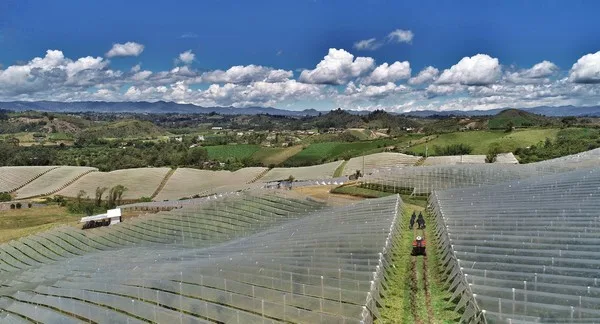 Internacional: "Lo que diferencia a Colombia de otros países competidores es la capacidad de producir todo el año gracias a los diferentes pisos térmicos"