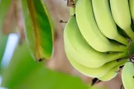 Internacional: Preocupación entre los productores de banana paraguayos por las pérdidas económicas generas este año