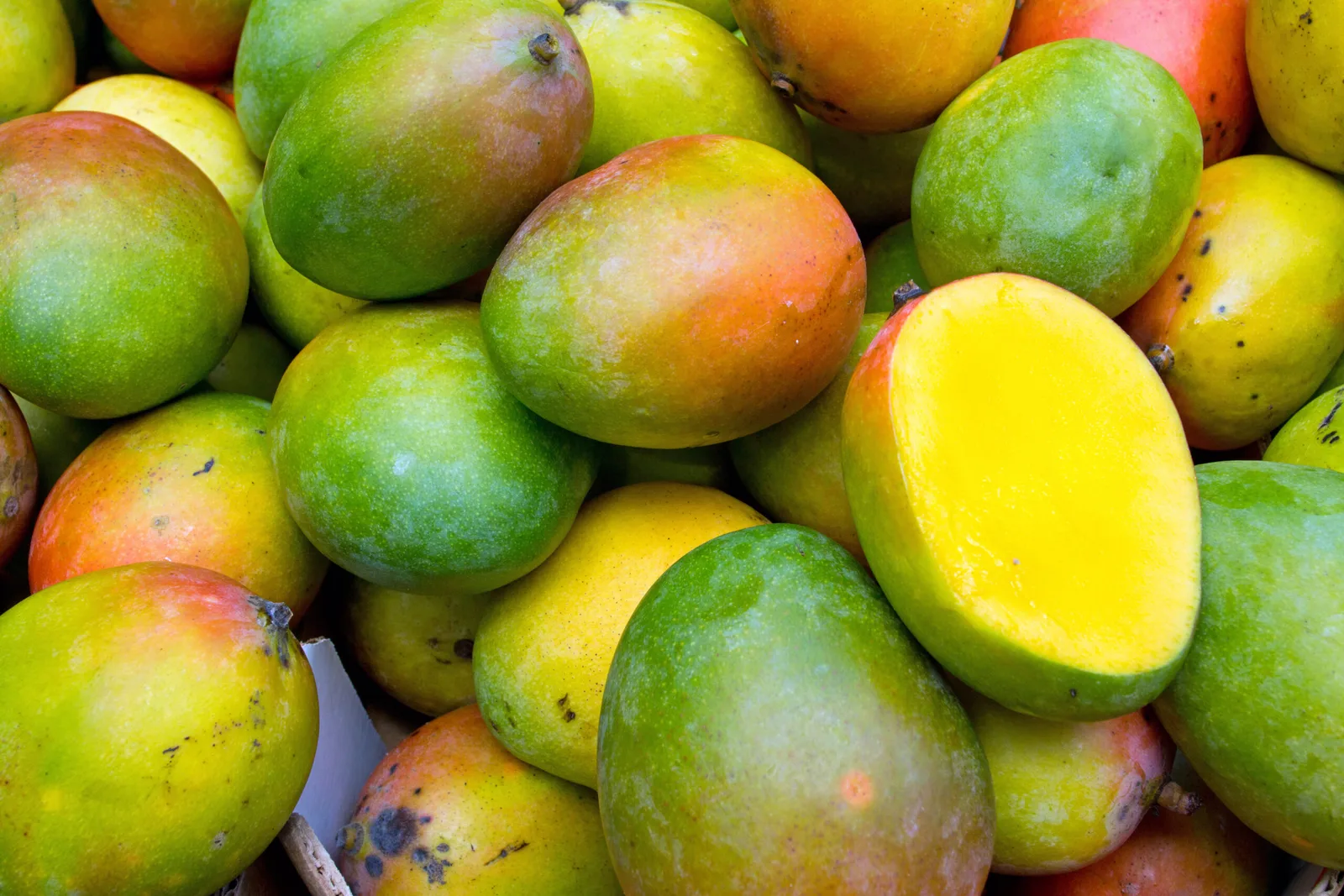 Internacional: Se teme que el frío afecte a la producción de mango peruana
