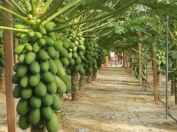 Internacional: “Las papayas de calibres más pequeños tienen mejor salida en el mercado europeo”