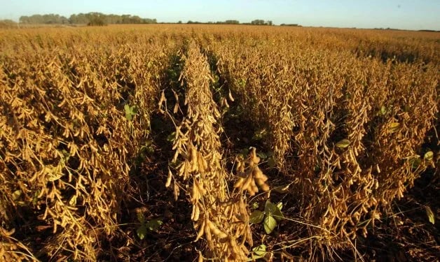 Internacional: Argentina encarece el crédito para los agricultores que retengan la cosecha de soja