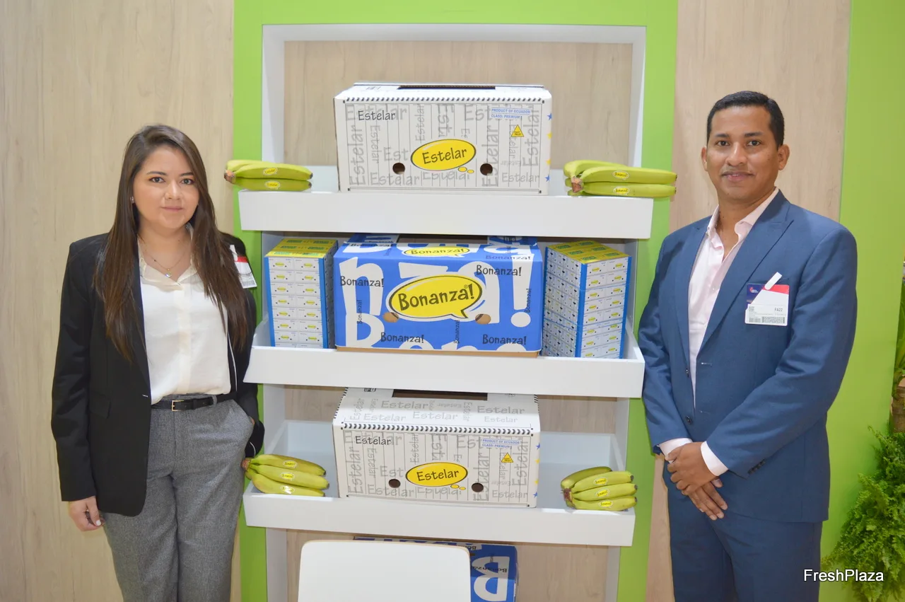 Algunos exportadores de bananos de Ecuador aumentaron sus exportaciones a Rusia