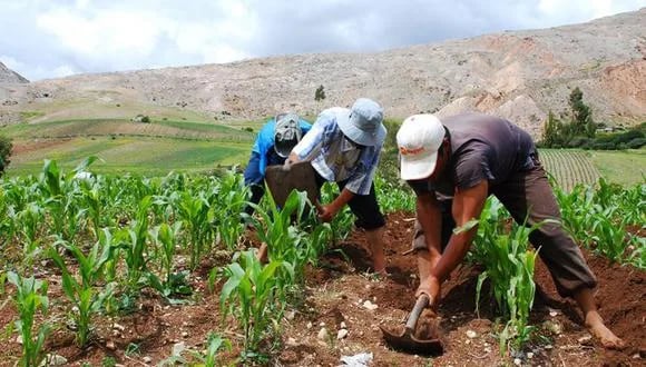 Internacional: Compra de urea: Prime Charters International gana la licitación y proveerá más de 44.000 toneladas al Perú