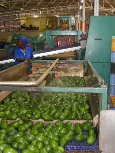 Internacional: El sector sudafricano del aguacate, paralizado por la excesiva dependencia de un único mercado de exportación