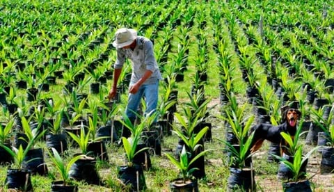 Internacional Colombia: La producción de aceite de palma creció 2,7% en septiembre, con 134.000 toneladas