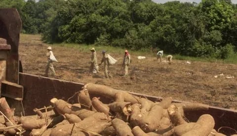 Internacional Colombia: Empresarios y productores de la cadena de la yuca se reunirán para fortalecer el sector
