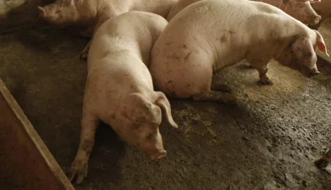 Internacional: Vacuna para controlar la salmonella en cerdos será de uso comercial en Colombia