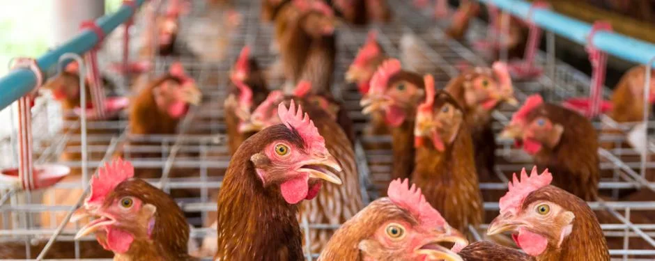 ALA y el IICA lanzan guía para impulsar el comercio de las empresas avícolas de la región