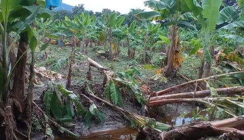Internacional: Presidente de Asbama se pronunció sobre los daños en zona bananera por lluvias