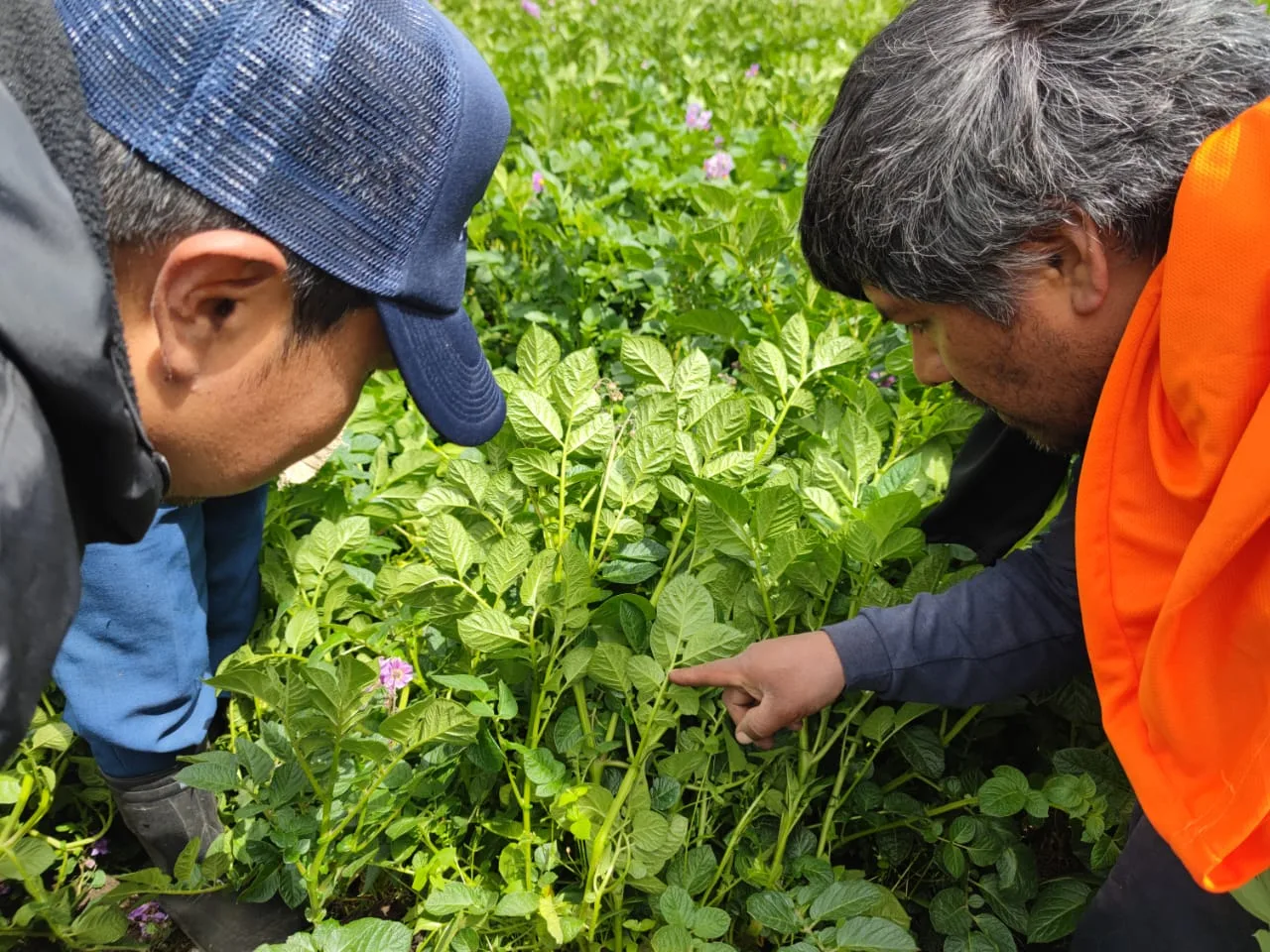 Se intensifica la capacitación en el cultivo de papa