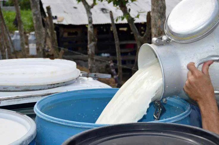 Se promueve el consumo de leche entera