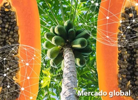Resumen del mercado global de la papaya