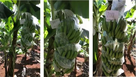 Internacional: Una nueva variedad de Cavendish con resistencia completa al mal de Panamá R4T estará disponible en 2024
