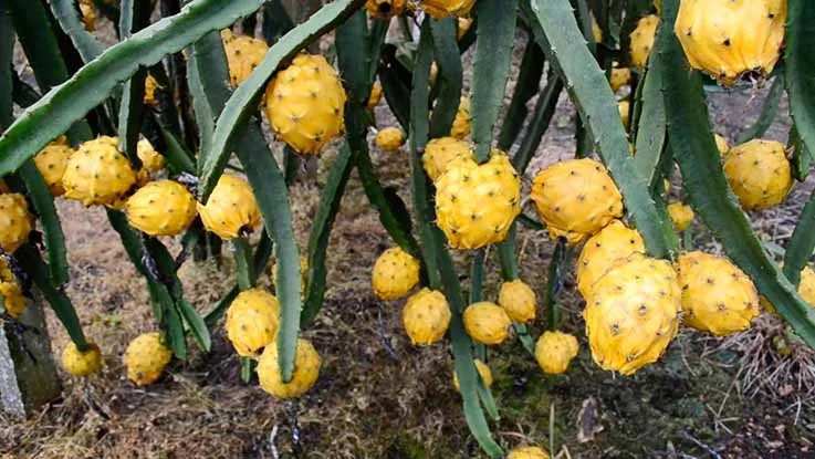 La pitahaya abre nuevos mercados