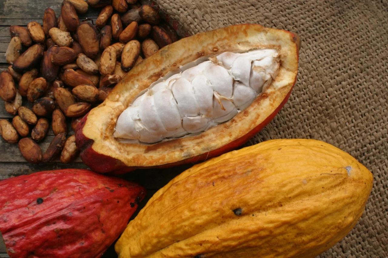 “No necesitamos dinero, solo política pública para ayudar al sector cacaotero y exportador” Ontaneda