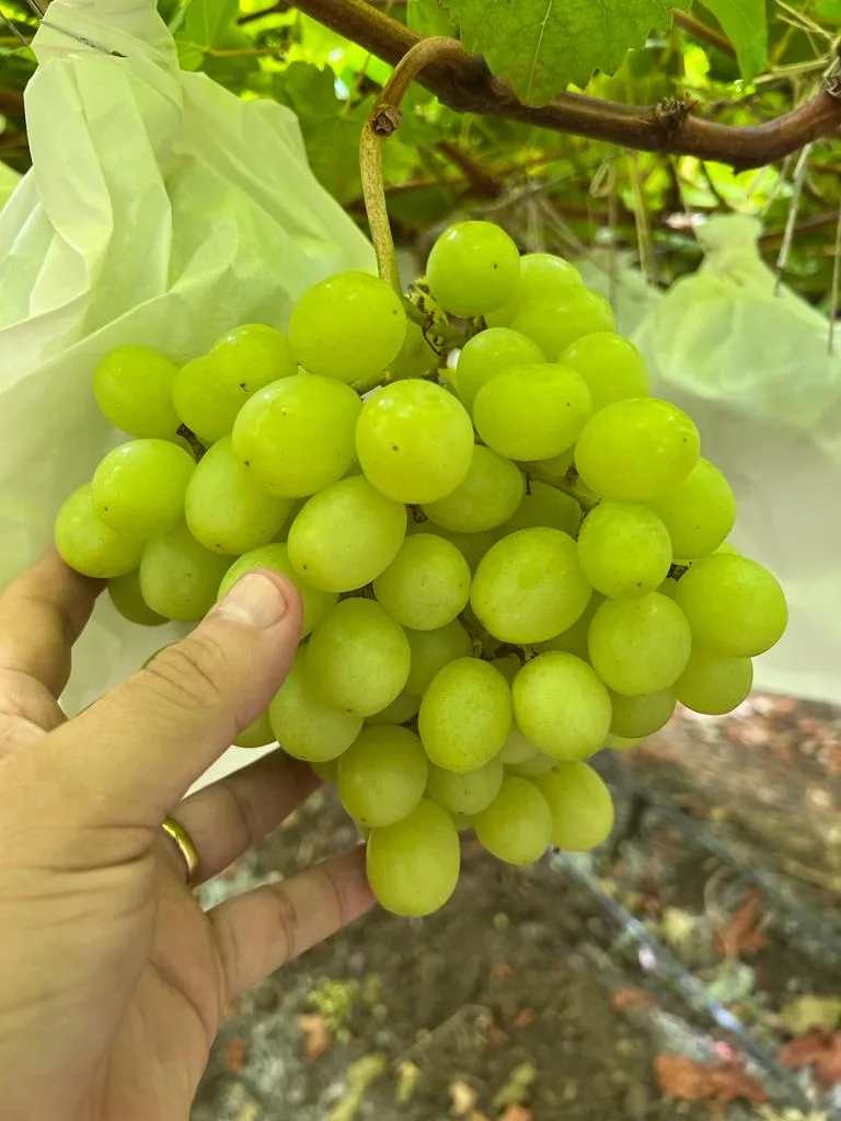 Inicia cosecha de uva en la península