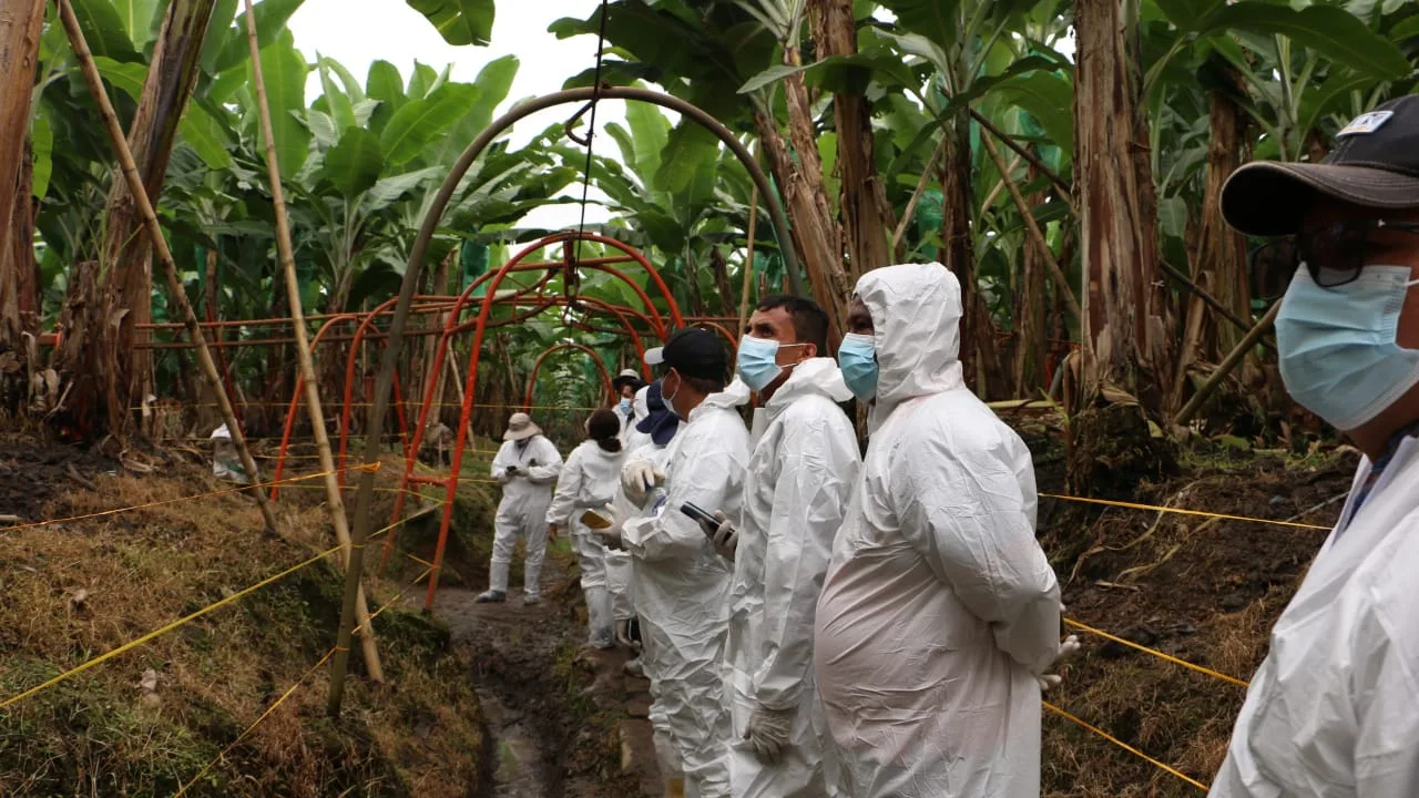 En Los Ríos se realizó el II simulacro nacional para fusarium raza 4 tropical